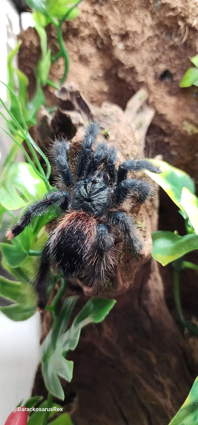 22631 avic tarantula molting