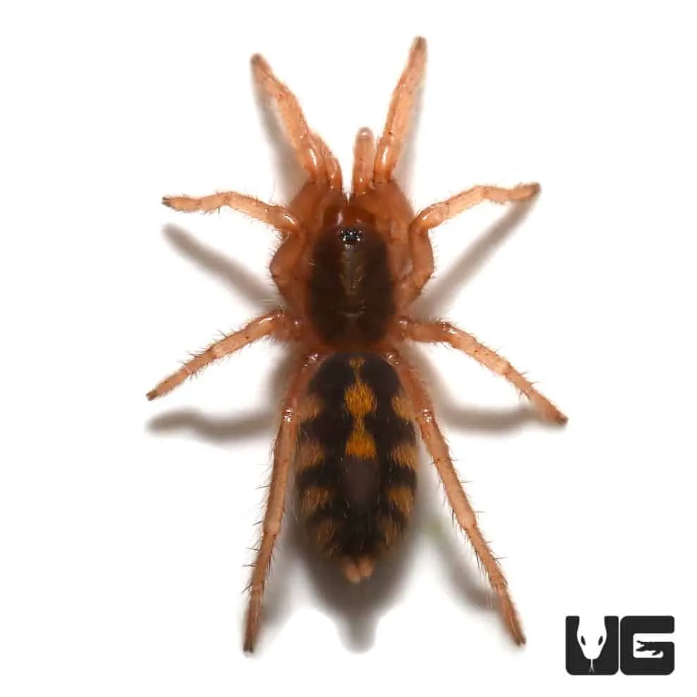 22632 giant huntsman