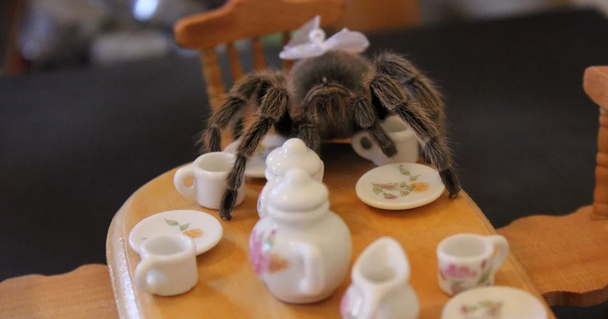 22633 scorpion habitat