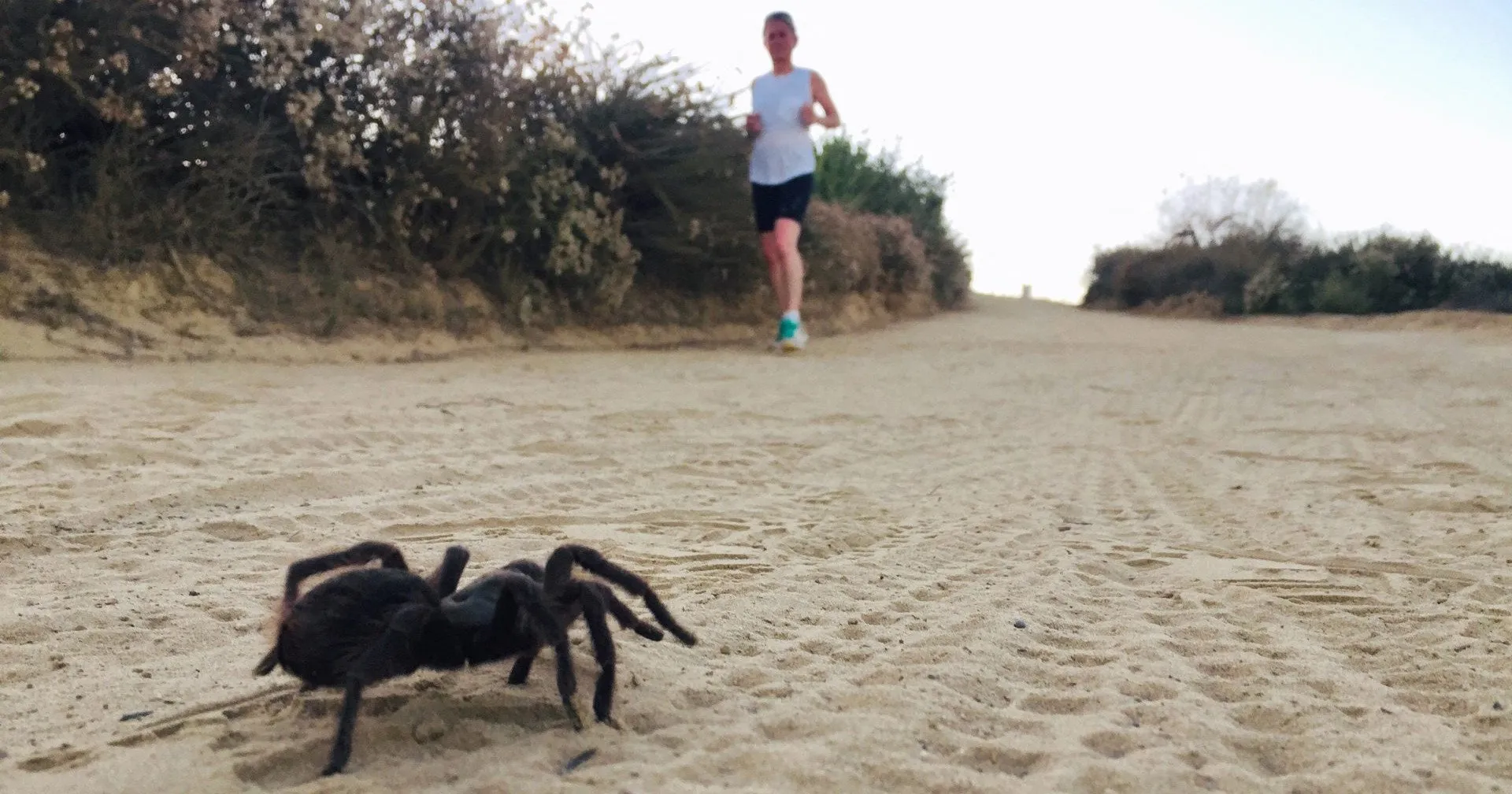 22638 tarantula injury signs