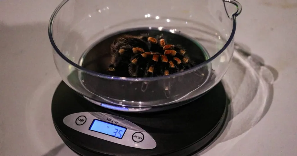 22638 tarantula recovery