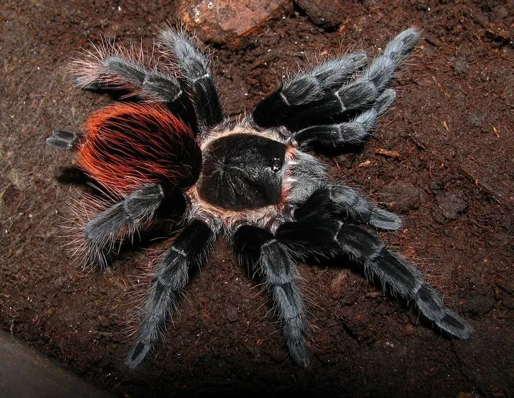 22639 pre molt tarantula signs