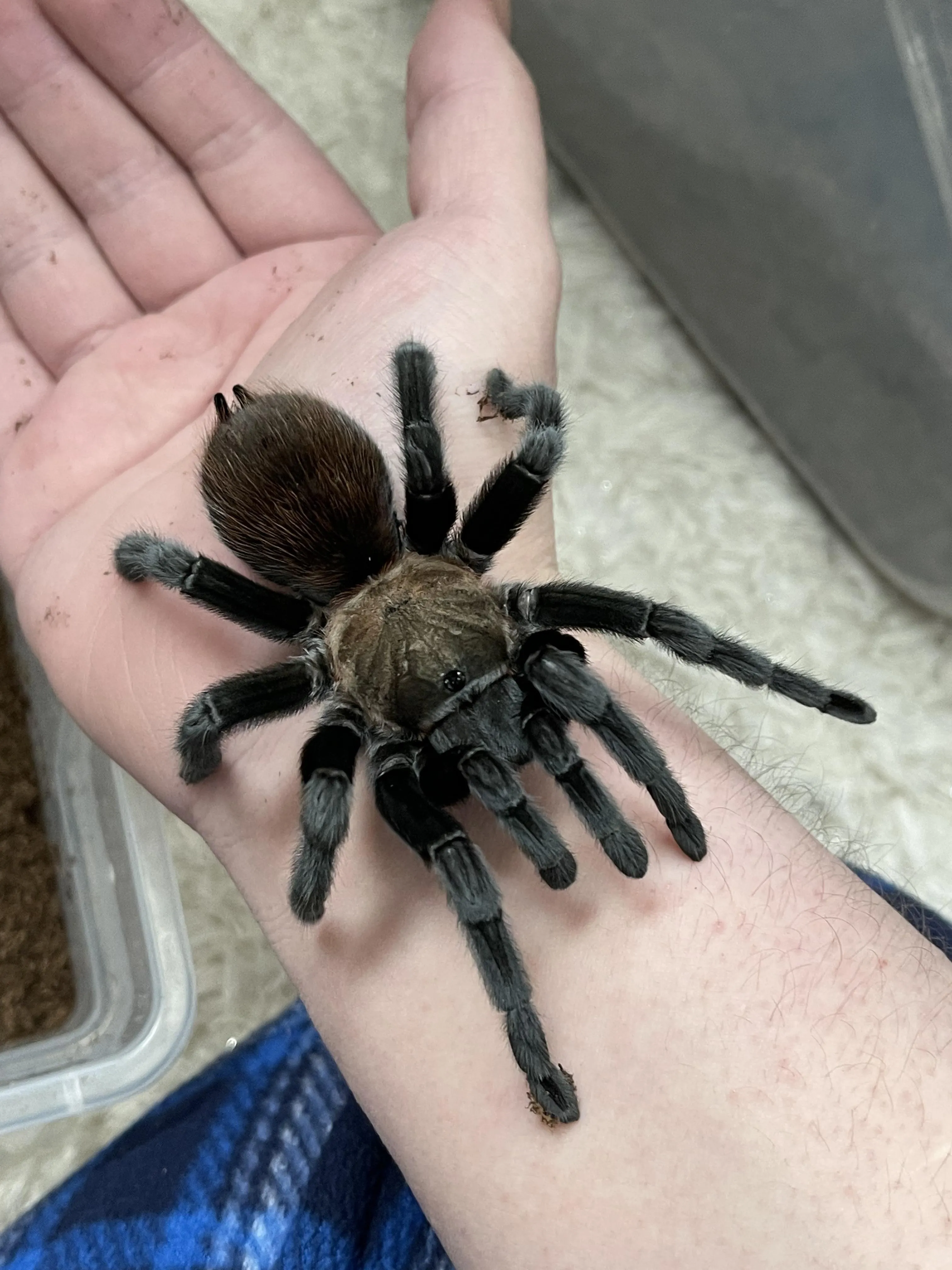 22639 tarantula humidity temperature