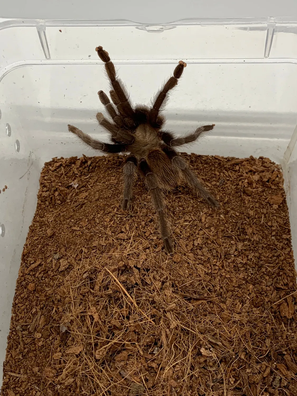 /img/22639-tarantula-molt-after.webp