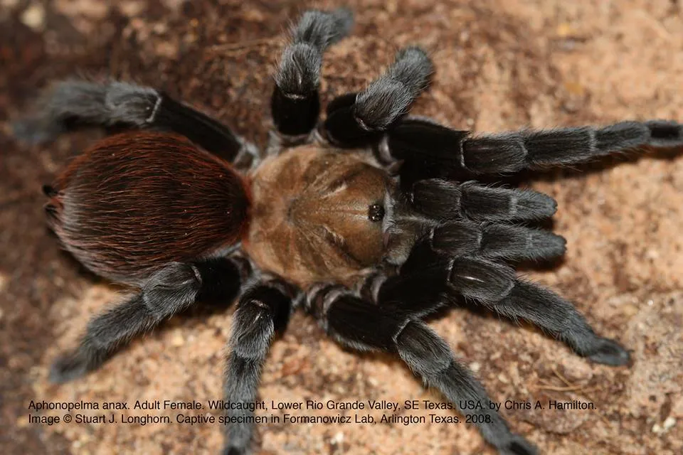 22639 tarantula molt process