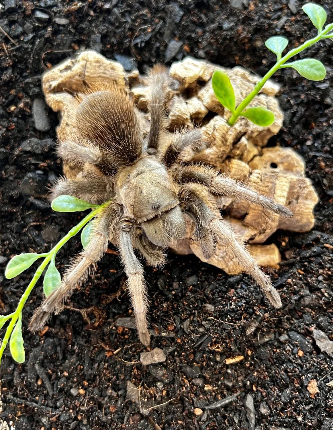 22639 tarantula molting safe space
