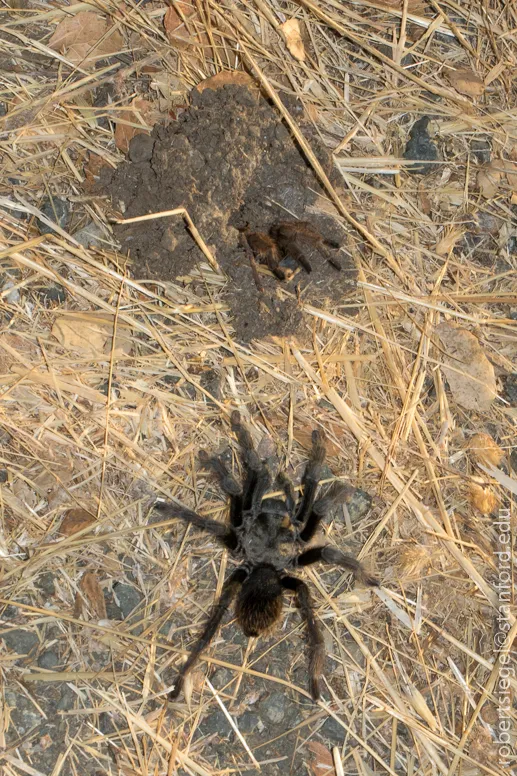 22645 tarantula nurnberg feeding