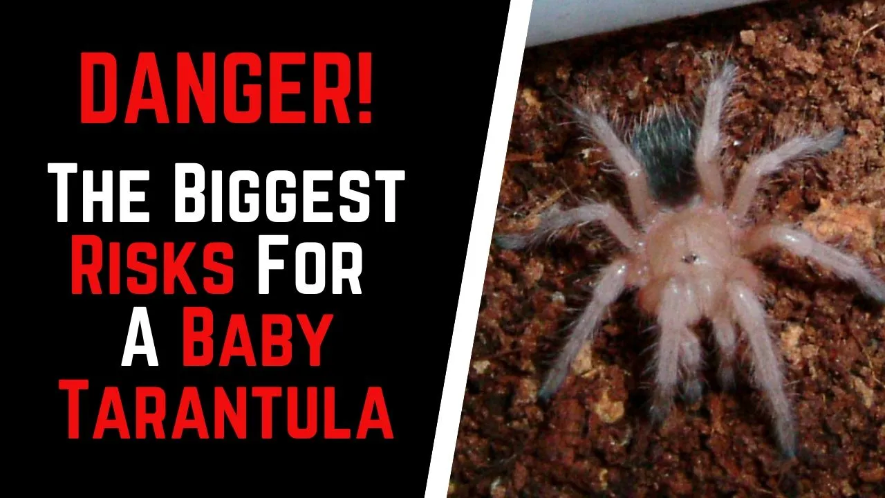 22648 baby tarantula water
