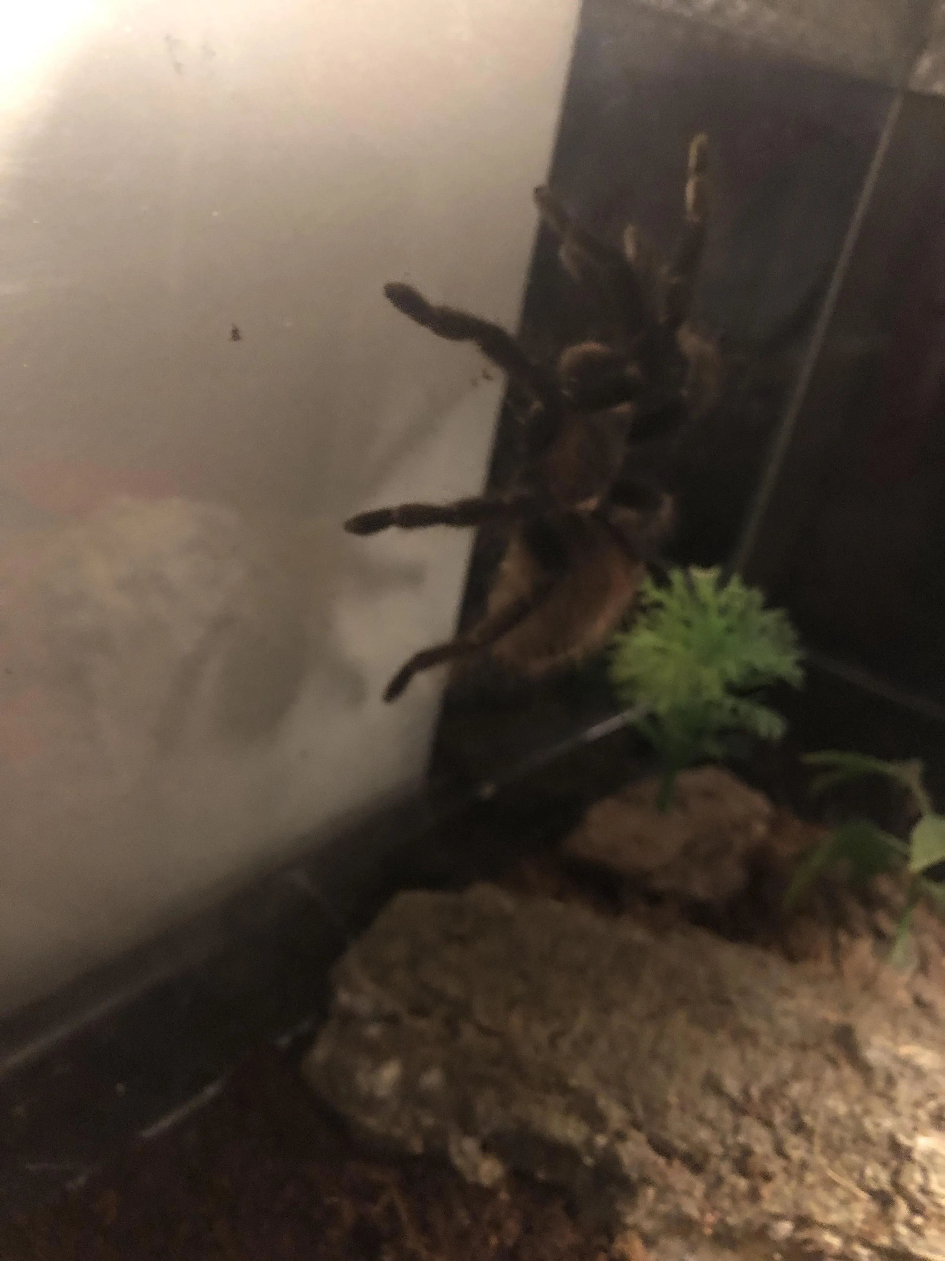 22650 humidity control tarantula cage