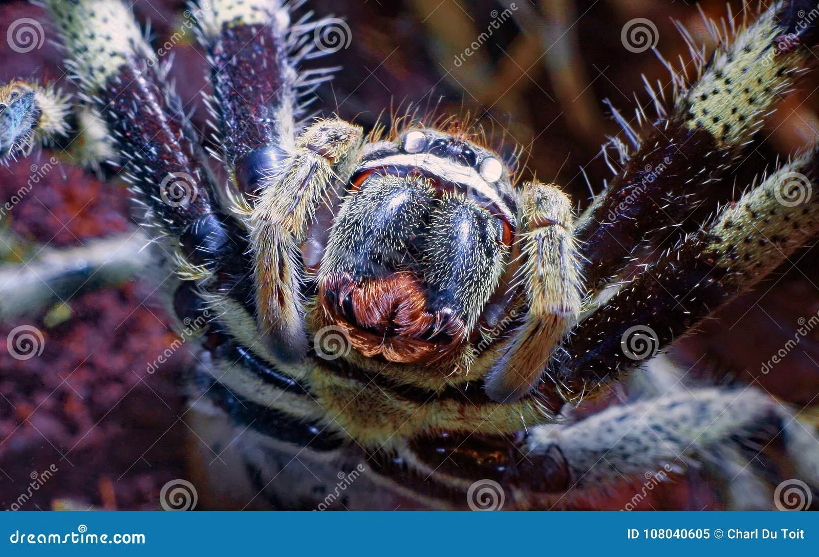 22650 tarantula cage size and shape