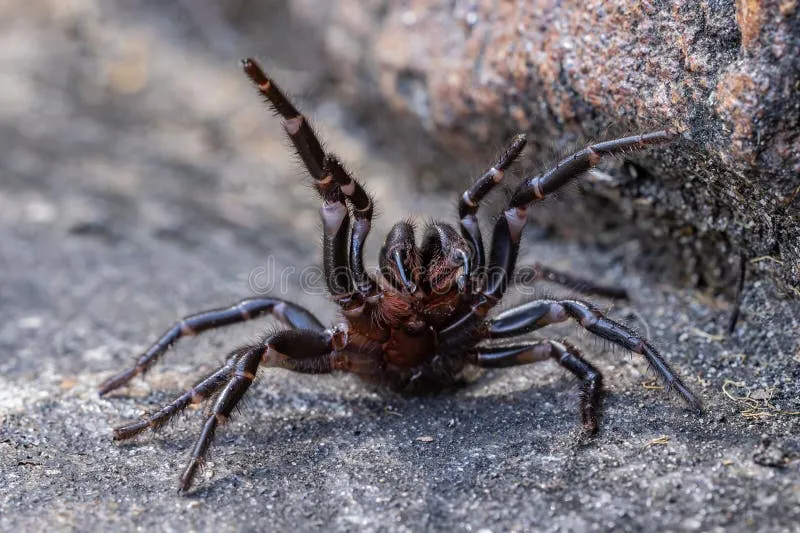 /img/22651-spider-geographic-locations.webp