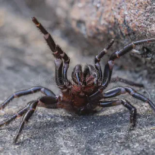 /img/22651-spider-geographic-locations.webp