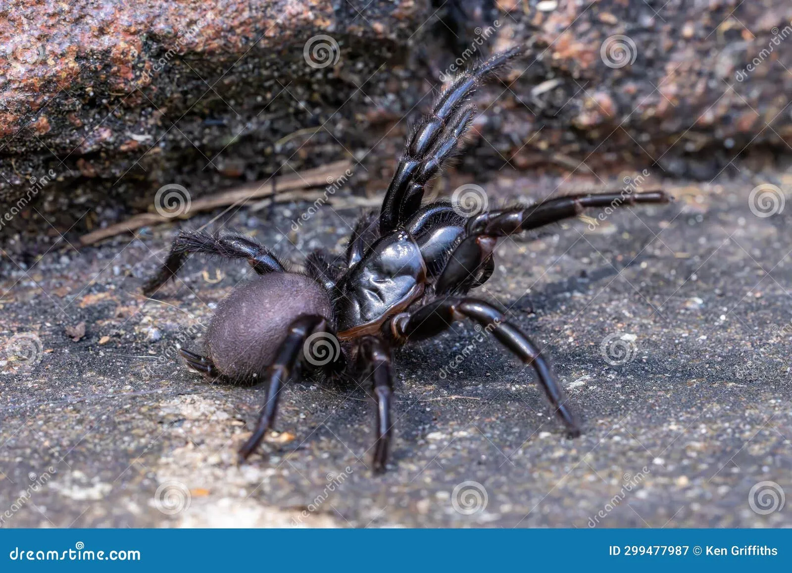 22651 spider size comparison