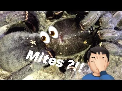 22652 tarantula mites overview