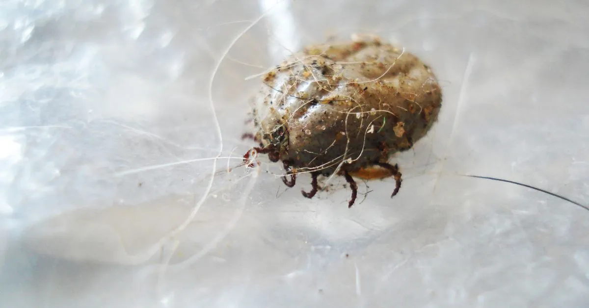 22652 tarantula mites symptoms