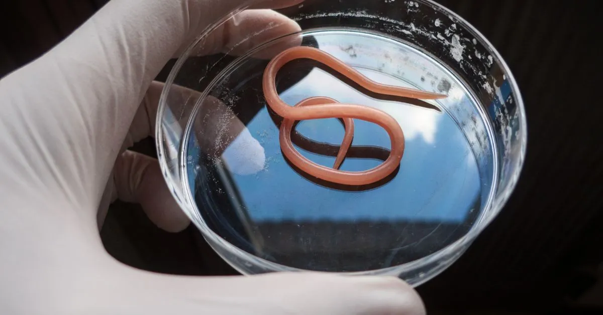 22652 tarantula quarantine