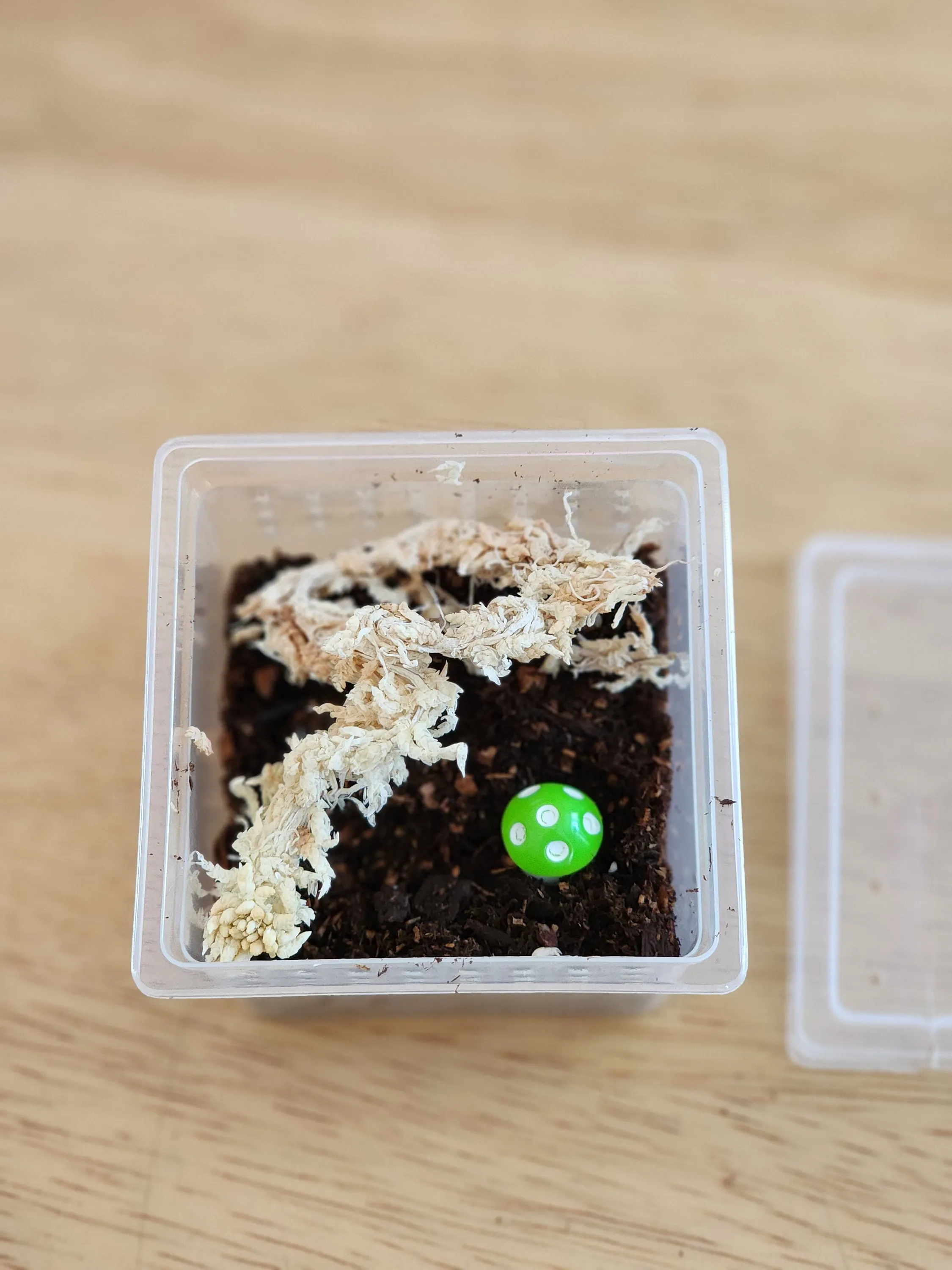 22653 tarantula sling size enclosure