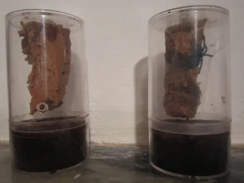 22653 tarantula sling ventilation