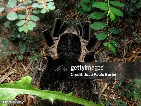 22658 healthy tarantula habitat
