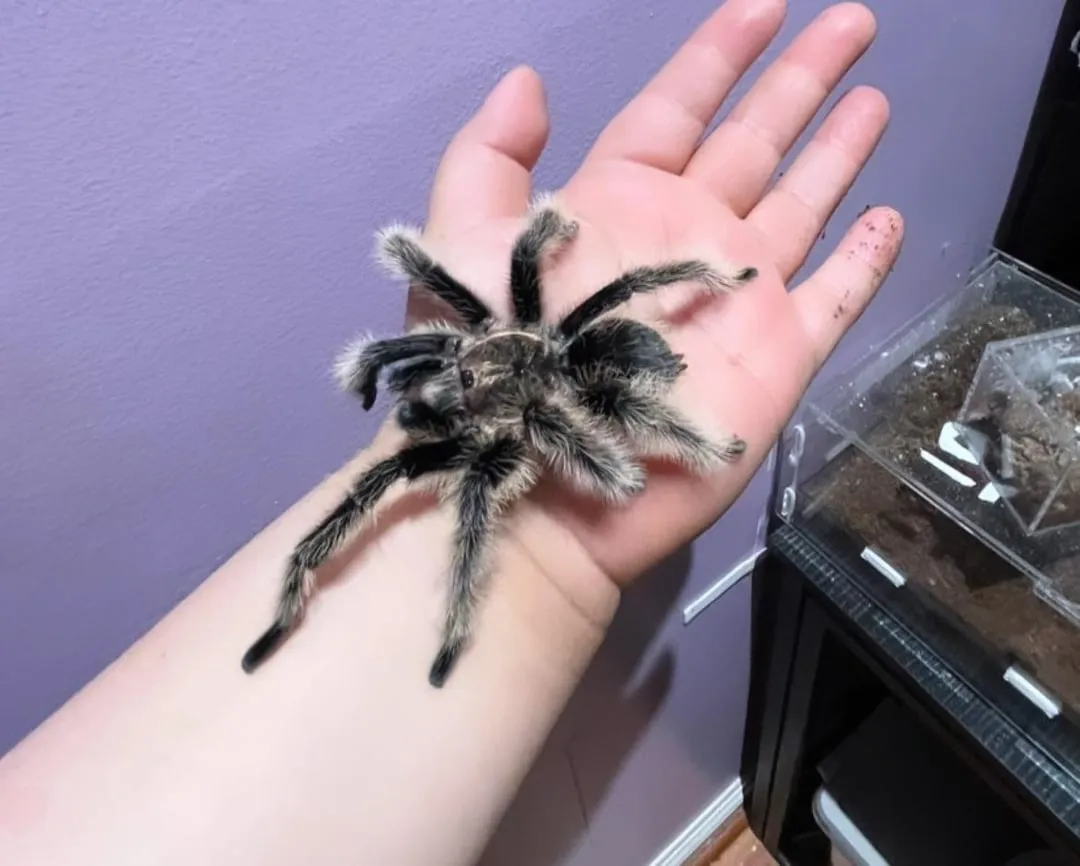 22658 tarantula abdomen shrinking overview