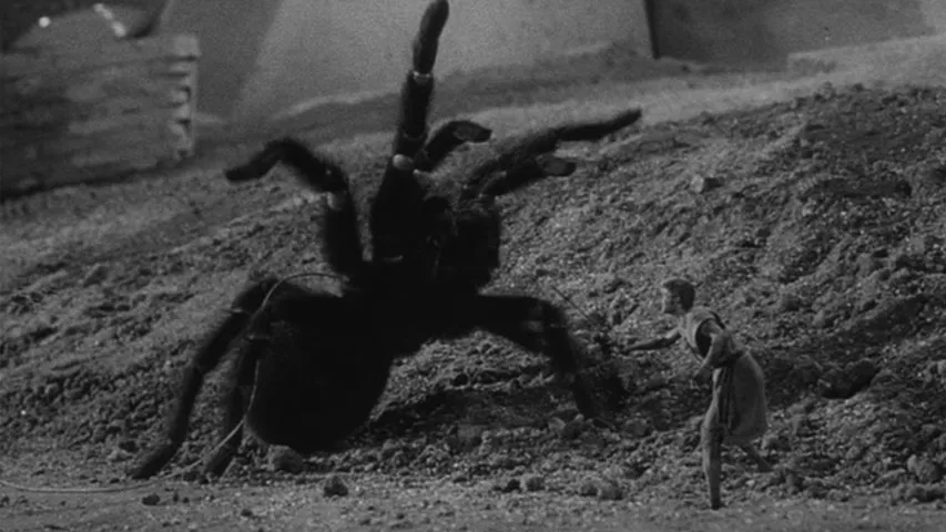 22658 tarantula feeding