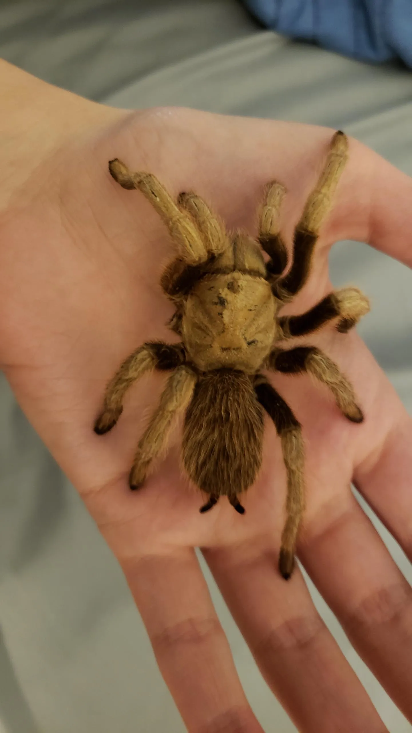 22658 tarantula hydration chamber