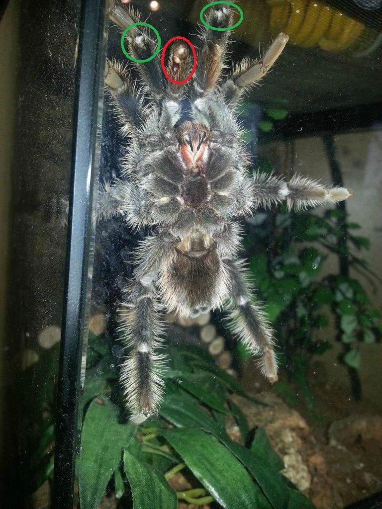 22658 tarantula molting process