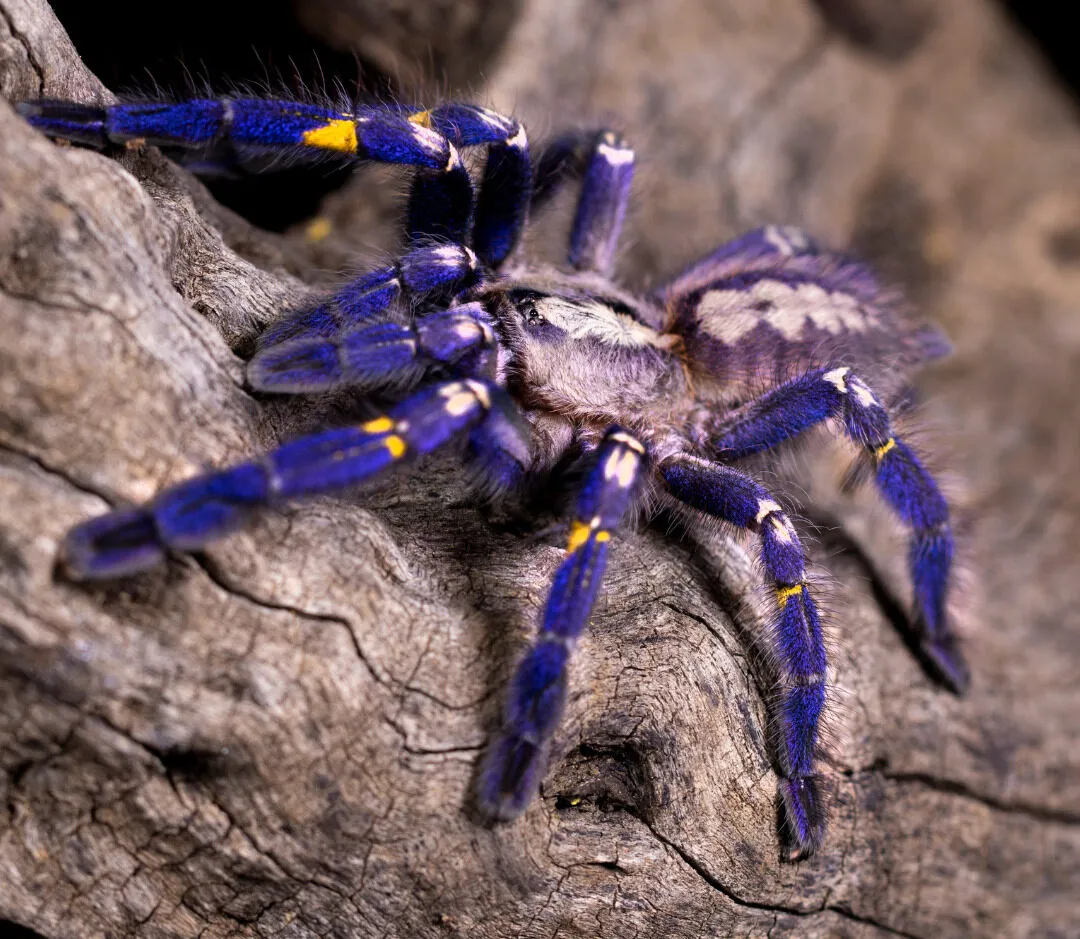 22661 gooty sapphire tarantula uk feeding