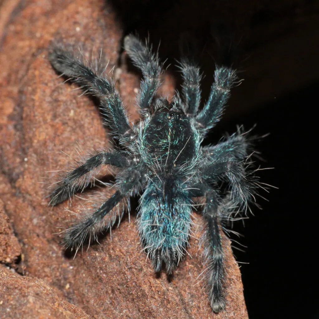 22661 gooty sapphire tarantula uk habitat