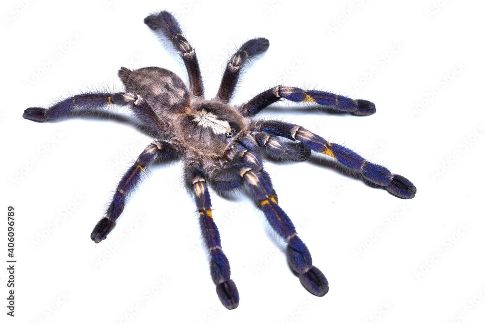 /img/22661-gooty-sapphire-tarantula-uk-molting.webp
