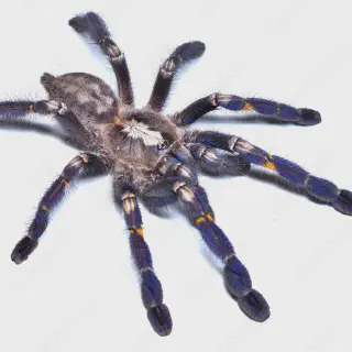 /img/22661-gooty-sapphire-tarantula-uk-molting.webp