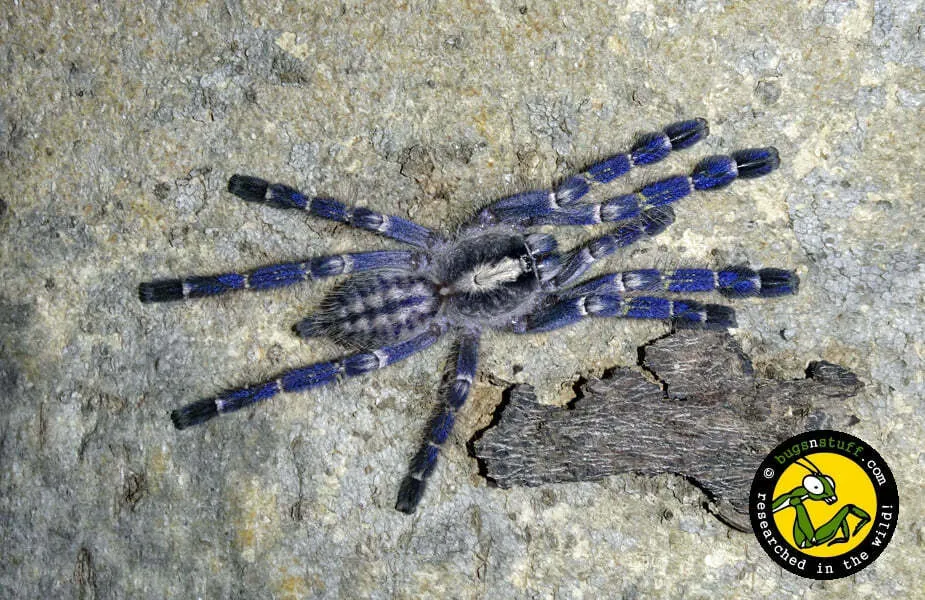22661 gooty sapphire tarantula uk species