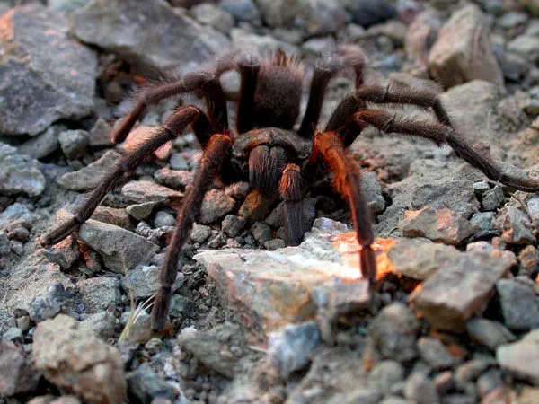 22663 tarantula episode 3