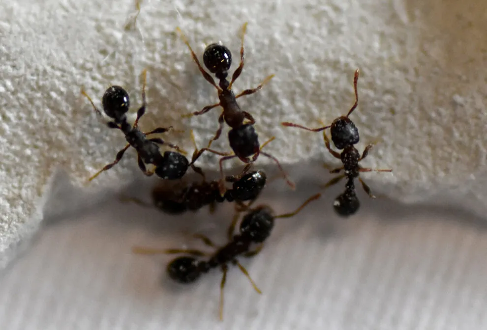 22664 ant species amersfoort
