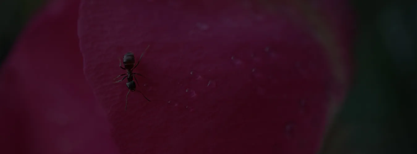 22664 monitoring tarantula