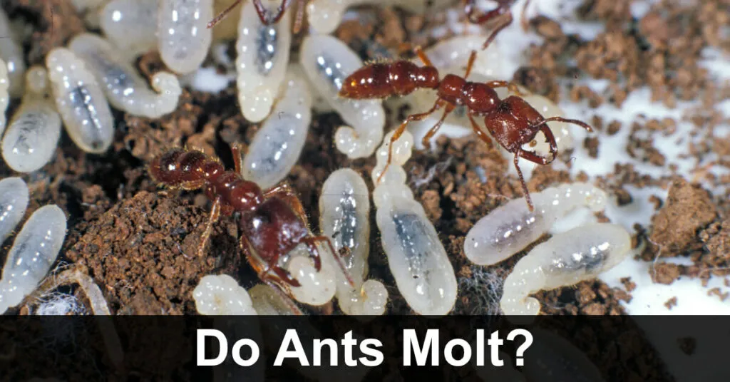 22664 tarantula habitat