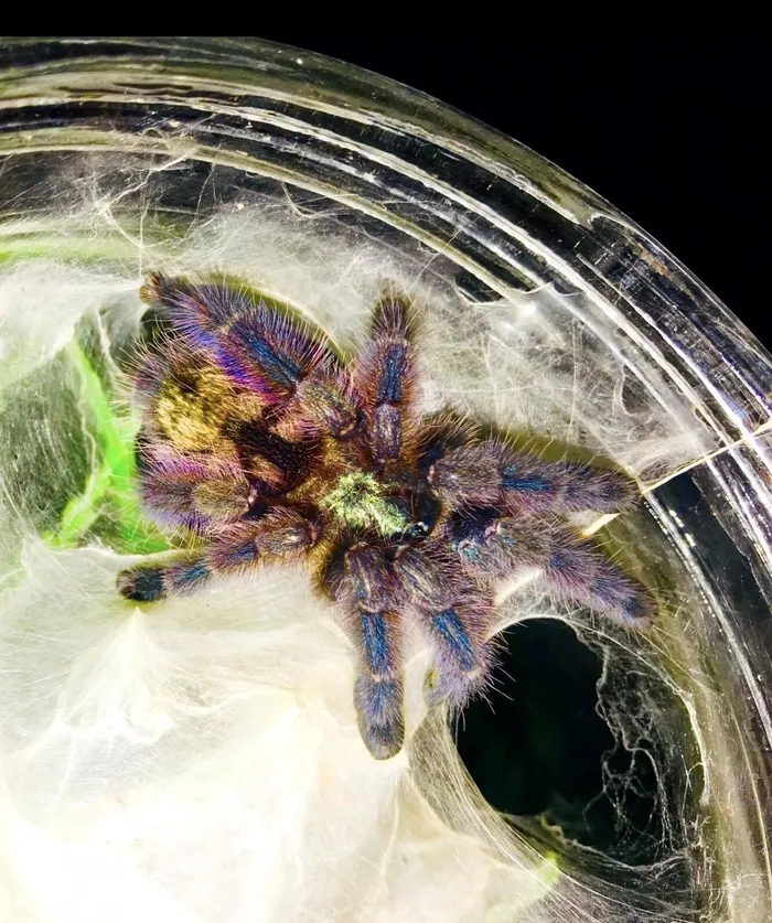 22667 blue pink toe tarantula