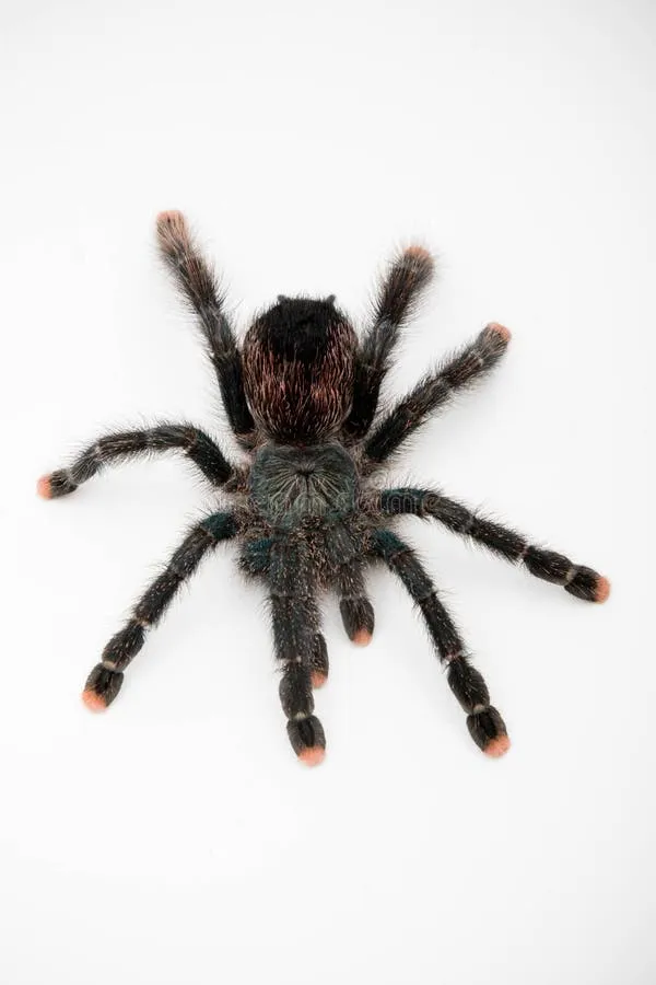 22667 healthy pink toe tarantula