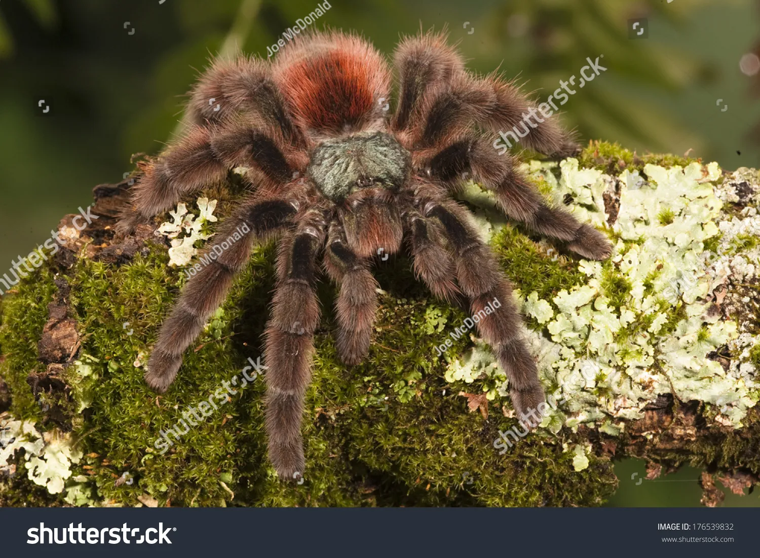 /img/22667-pink-toe-tarantula-eating.webp