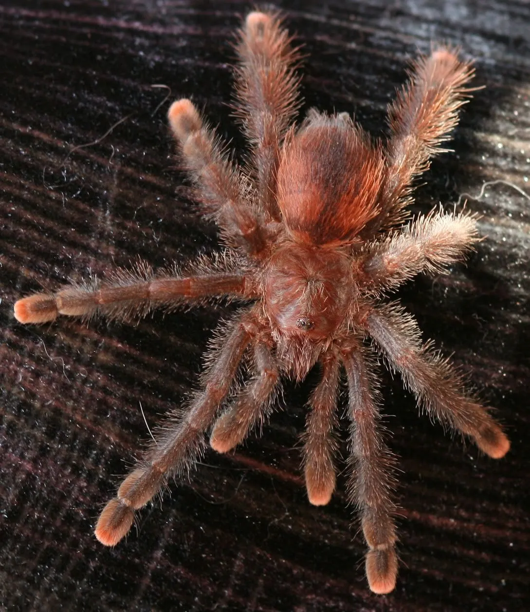 22667 pink toe tarantula molting