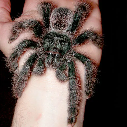 22667 red pink toe tarantula