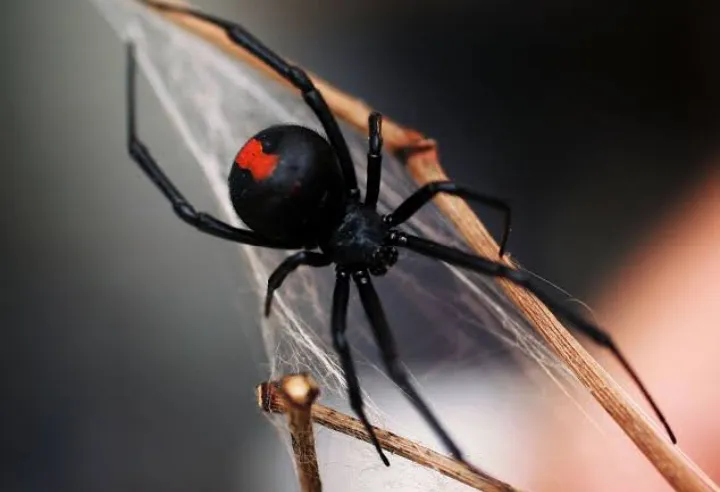 22672 spider hunting