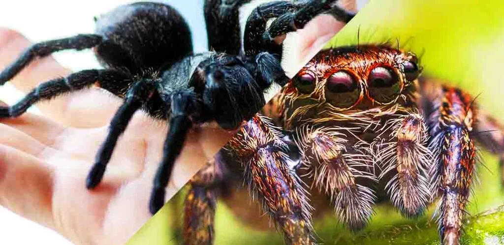 /img/22672-spider-vs-tarantula-summary.webp