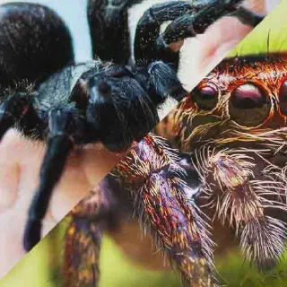 /img/22672-spider-vs-tarantula-summary.webp