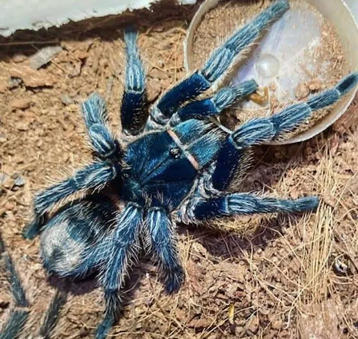 22672 tarantula habitat