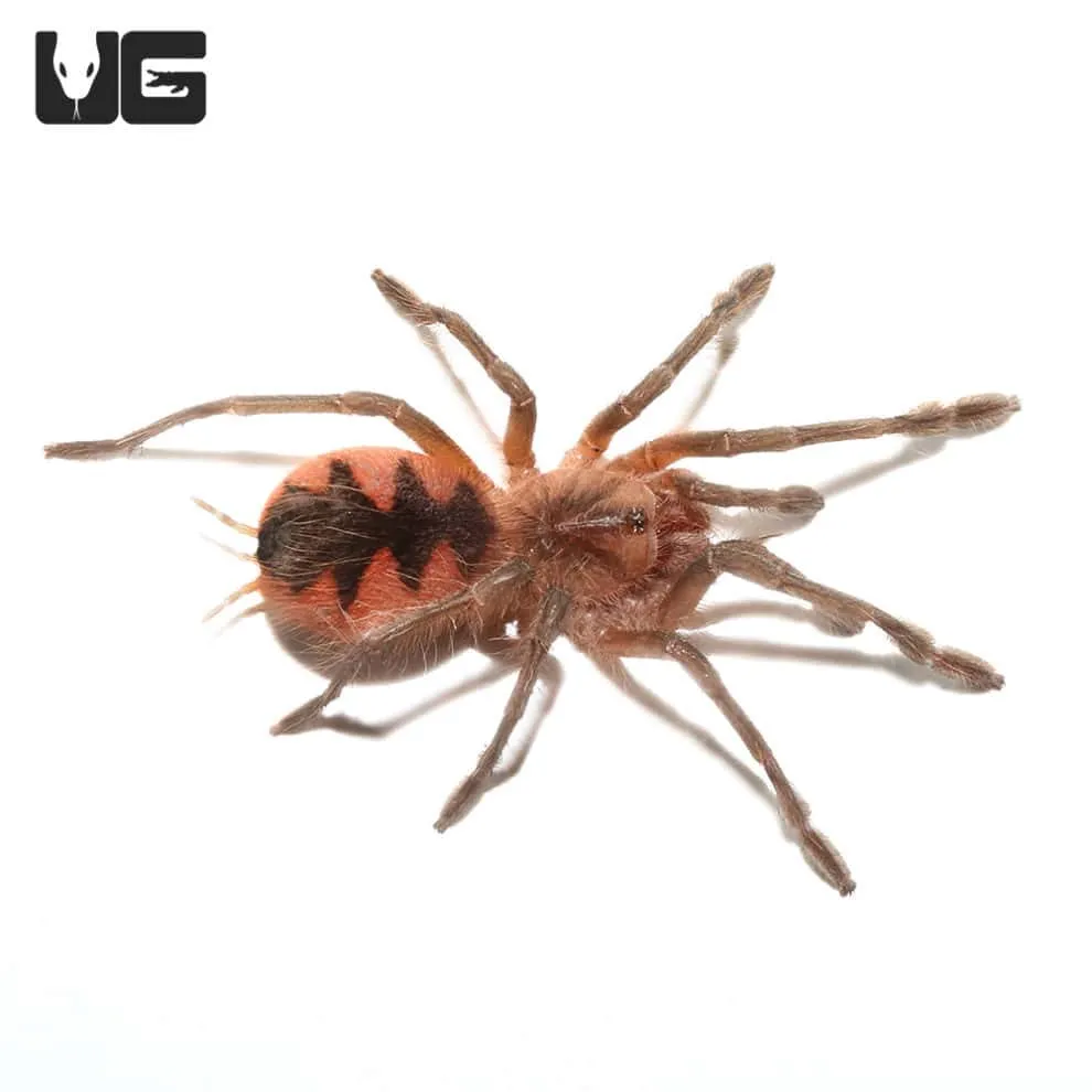 22673 birdeater tarantula eggsac