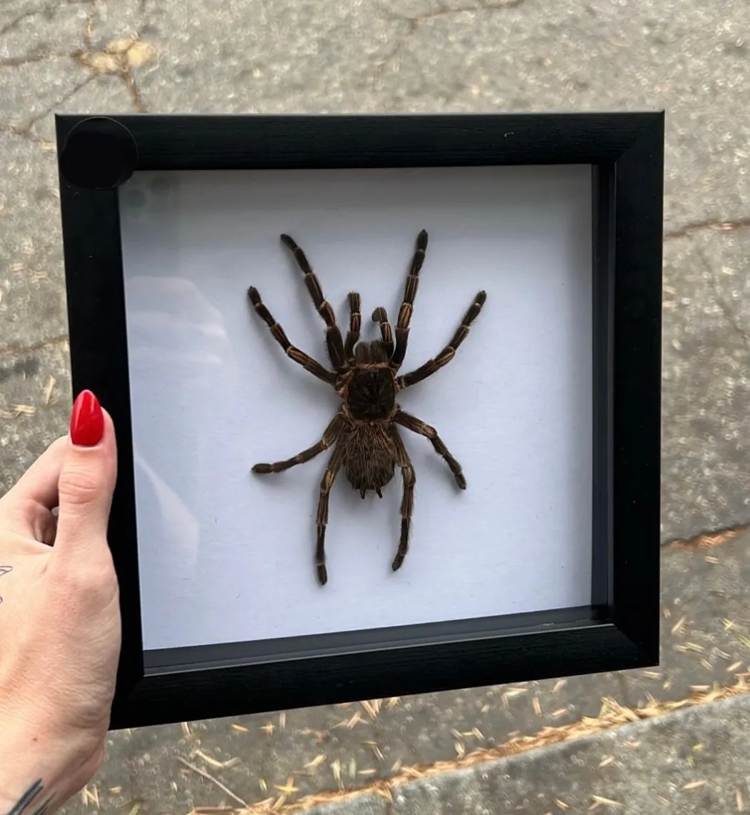 22673 birdeater tarantula enclosure