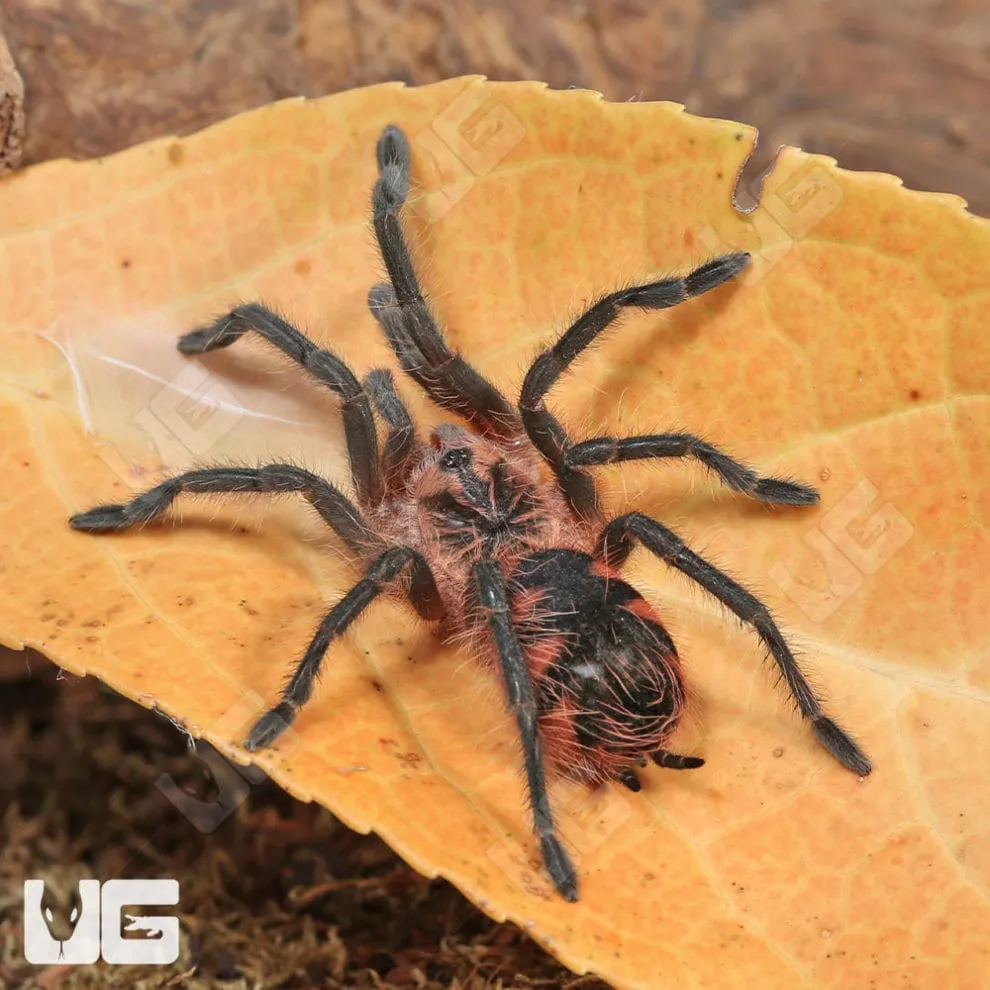 /img/22673-birdeater-tarantula-handling.webp