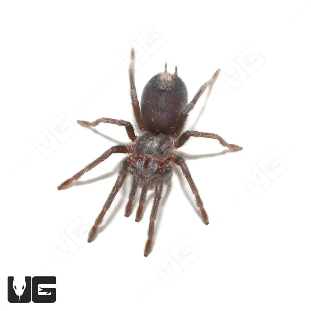 22673 feeding spiderlings