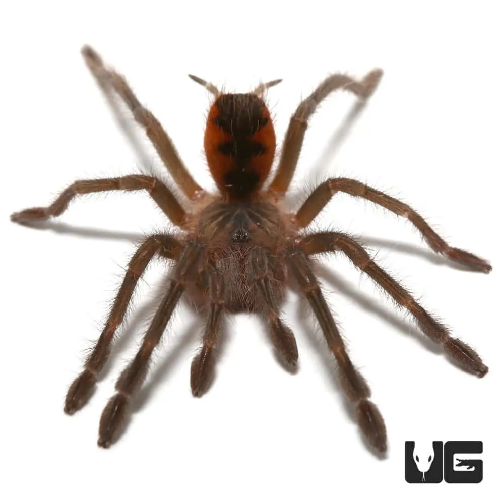 22673 mature male tarantula